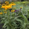 Echinacea, Coneflower sunseeker yellow