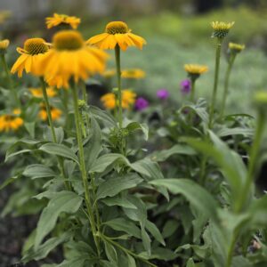 Echinacea, Coneflower sunseeker yellow