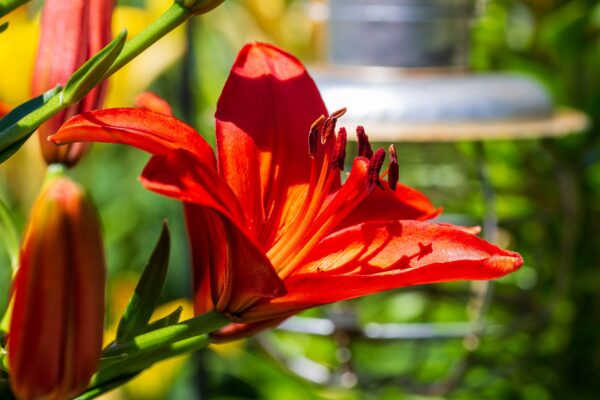 Hemerocallis Everydaylilly Red