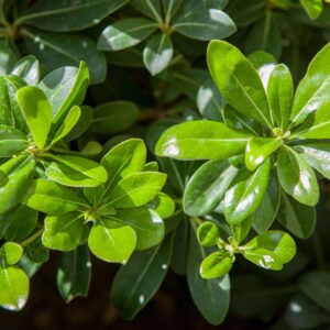 Pittosporum tobira ‘Nana’ Ball / Japanese Mock Orange