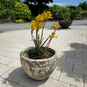 Anigozanthos fire, container planting