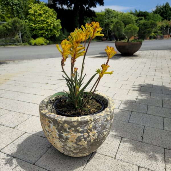 Anigozanthos fire, container planting