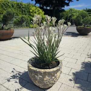 Anigozanthos flavidus, container planting