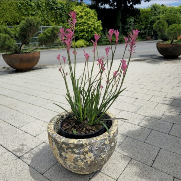 Anigozanthos pearl, container planting