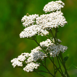 Achillea millefolium