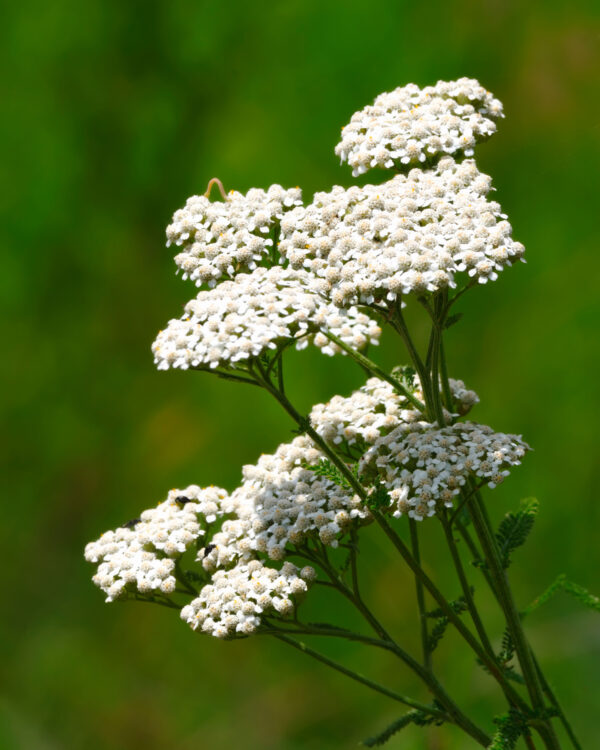Achillea millefolium