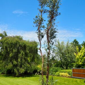 Eucalyptus Specimen tree