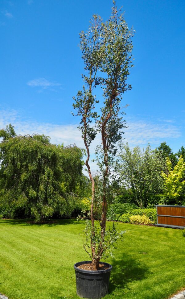 Eucalyptus Specimen tree
