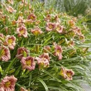 Hemerocallis 'Everydaylilly Rose'