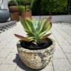 Kalanchoe bronze sculpture, patio planting
