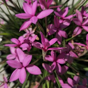 Rhodohypoxis 'Mars', Hardy Alpine