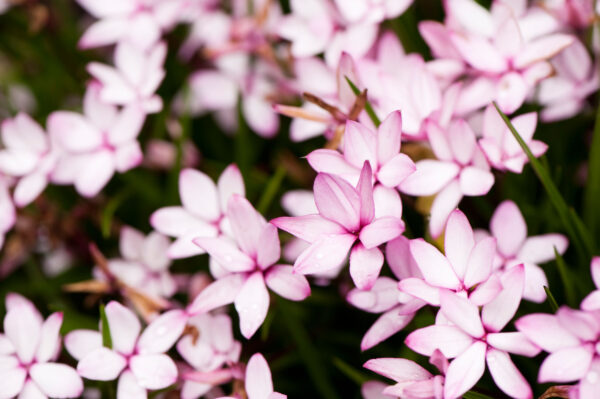 Rhodohypoxis milloides 'Pintado'