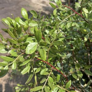 Pistacia Lentiscus