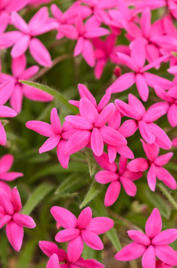 Rhodohypoxis milloides 'Claudia'