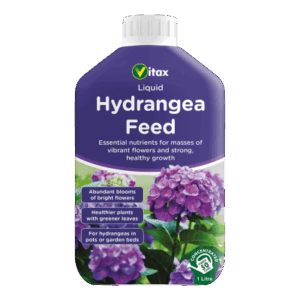 Hydrangea Feed