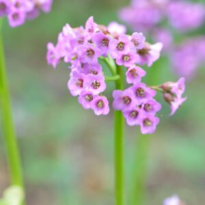 Bergenia cordifolia rotblum, elephant's ears
