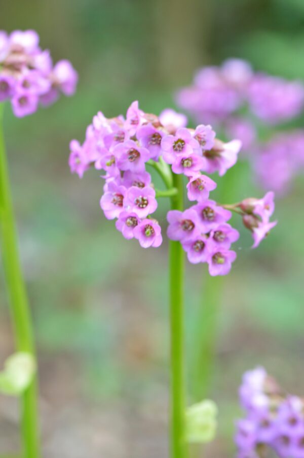 Bergenia cordifolia rotblum, elephant's ears