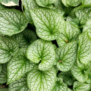 Brunnera Alexanders Great