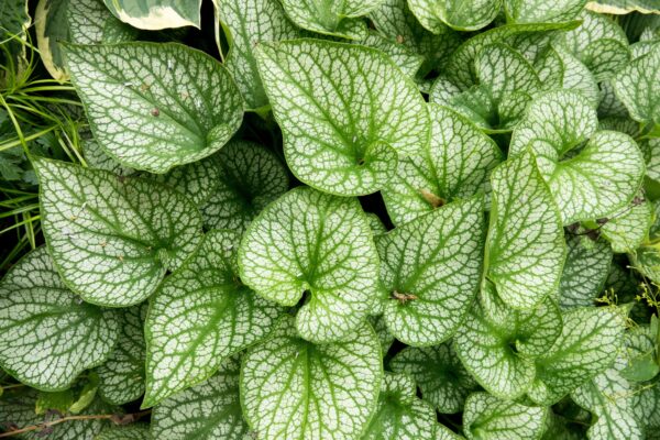 Brunnera Alexanders Great