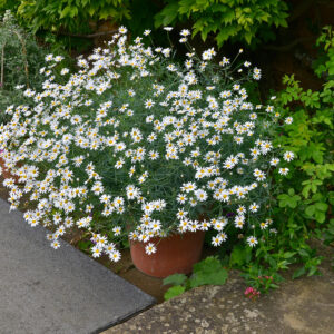 Chamaemelum nobile scaled, Chamomile, Scented herb