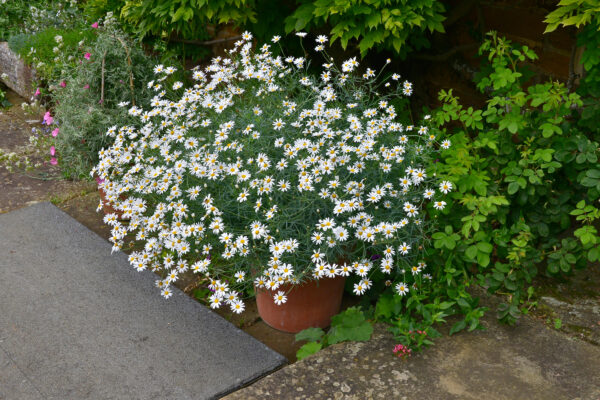 Chamaemelum nobile scaled, Chamomile, Scented herb