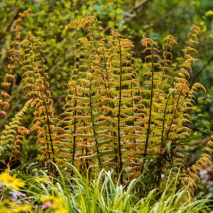 Golden young, unfurling fronds of the alpine wood fern, Dryopteris wallichiana 'Jurassic Gold'