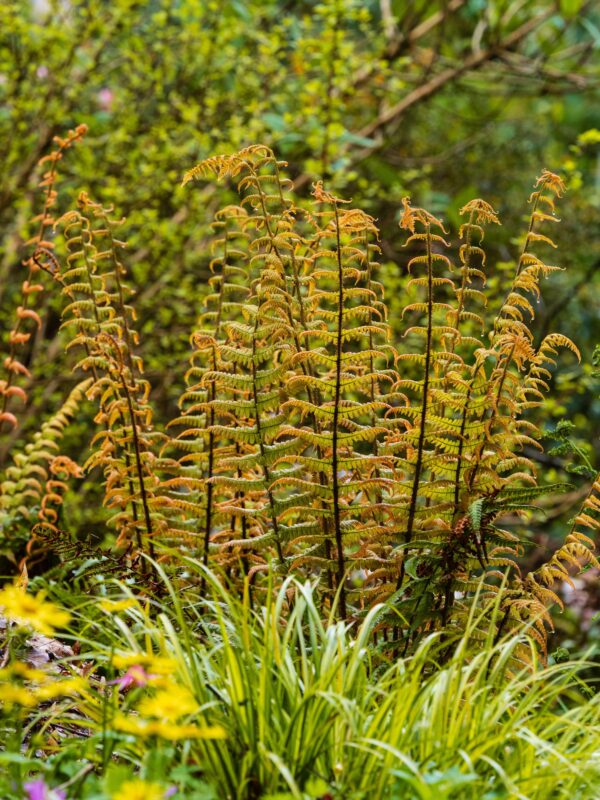 Golden young, unfurling fronds of the alpine wood fern, Dryopteris wallichiana 'Jurassic Gold'