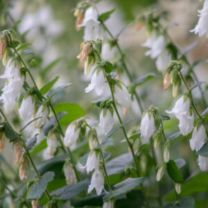 Campanula alliariifolia