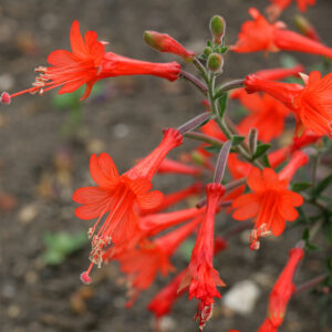 Humming-bird's Trumpet or Californian Fuschia Epilobium canum.