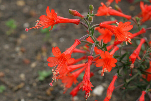 Humming-bird's Trumpet or Californian Fuschia Epilobium canum.