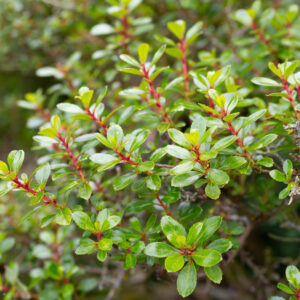 Escallonia 'Red Dream'
