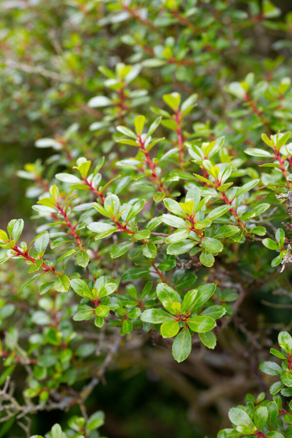 Escallonia 'Red Dream'
