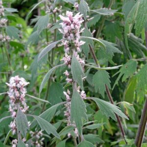 Leonurus cardiaca, Lion's ear in an Irish cottage garden