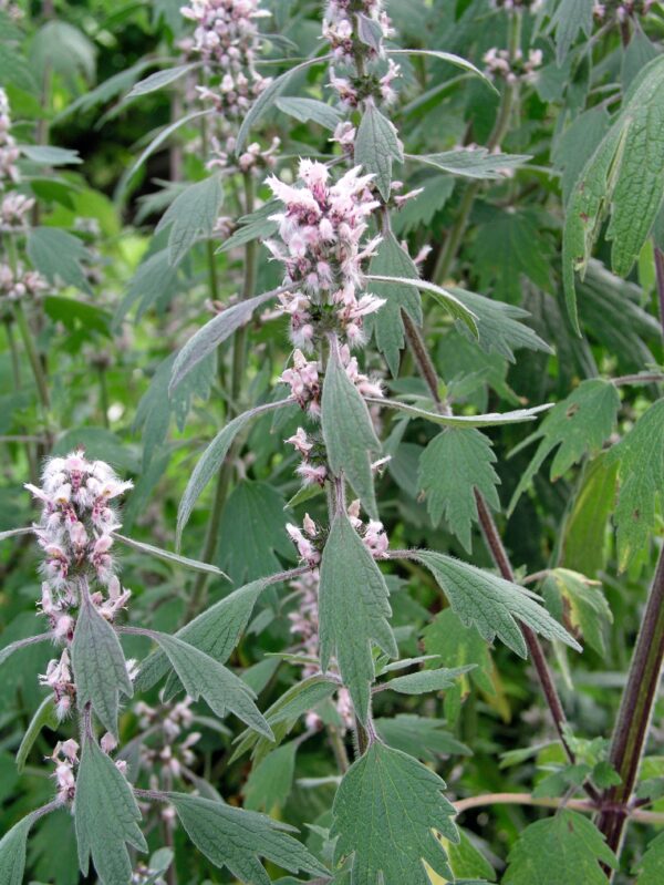 Leonurus cardiaca, Lion's ear in an Irish cottage garden