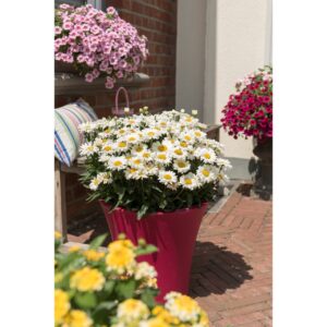 leucanthamum sweet daisy jane in a pot on an Irish summers day
