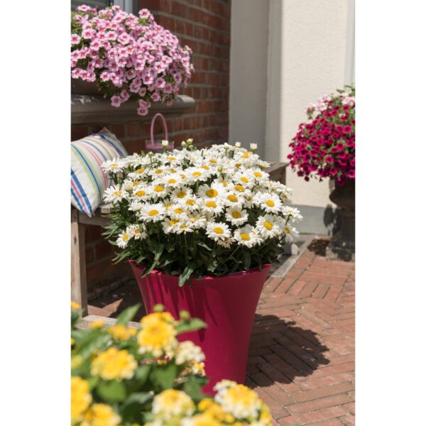 leucanthamum sweet daisy jane in a pot on an Irish summers day