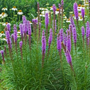 Liatris spicata kobold in an Irish garden