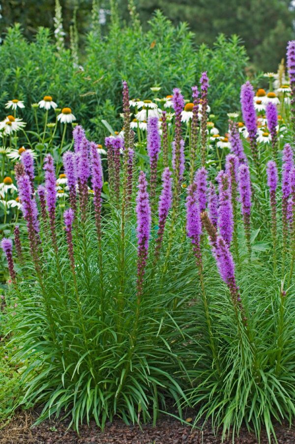 Liatris spicata kobold in an Irish garden
