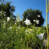 Campanula alliariifolia