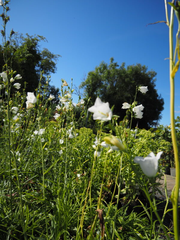 Campanula alliariifolia