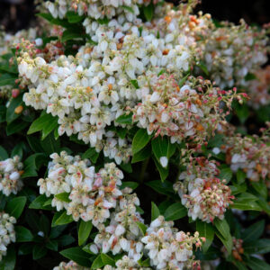 Pieris japonica 'Sarabande'
