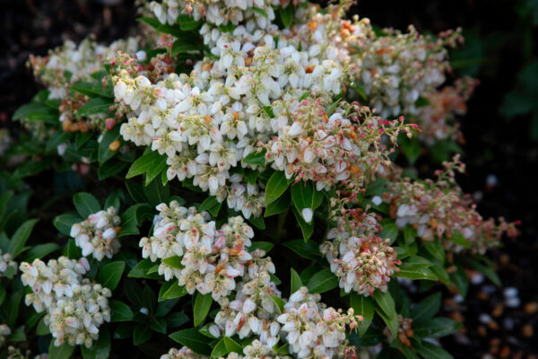 Pieris japonica 'Sarabande'