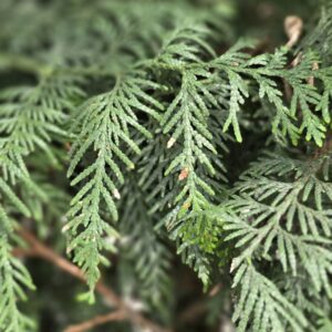Thuja Gelderland, Western red cedar