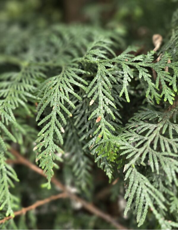 Thuja Gelderland, Western red cedar