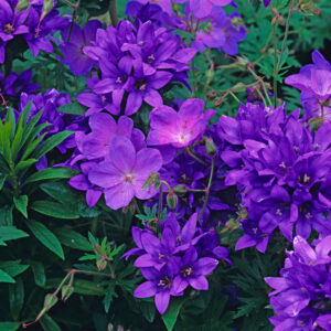 Geranium Himalayense-Gravetye, Geranium