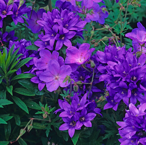 Geranium Himalayense-Gravetye, Geranium