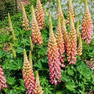 Lupinus The Chatelaine, Irish Cottage Garden, Lupin