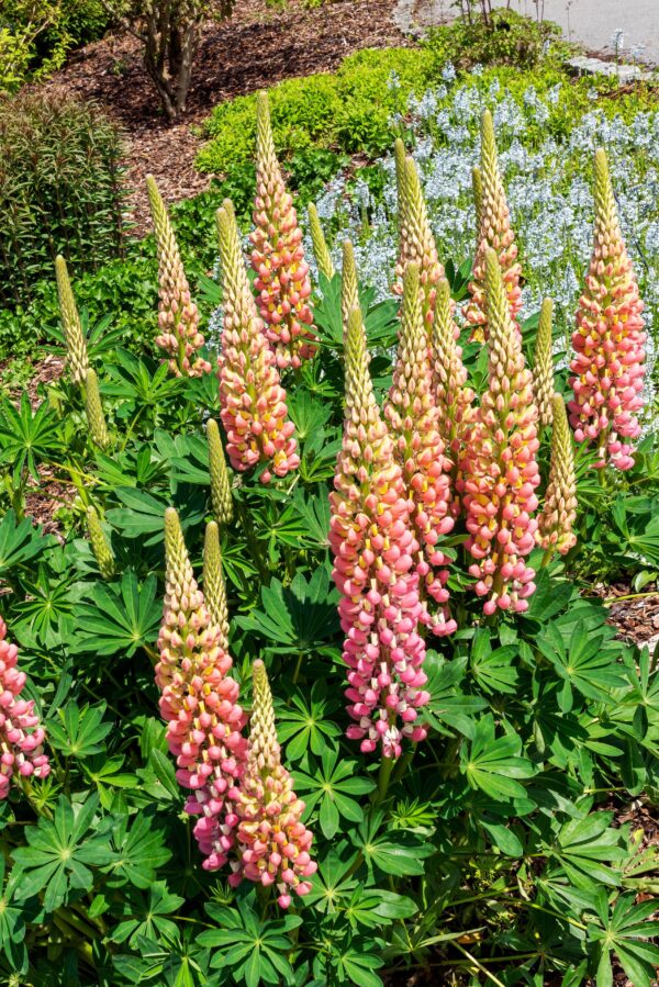 Lupinus The Chatelaine, Irish Cottage Garden, Lupin