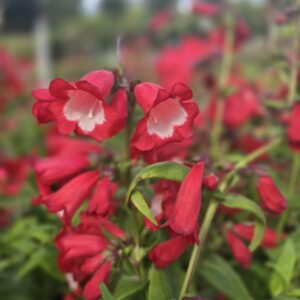 Penstemon hartwegii, Penstemon Irish cottage garden