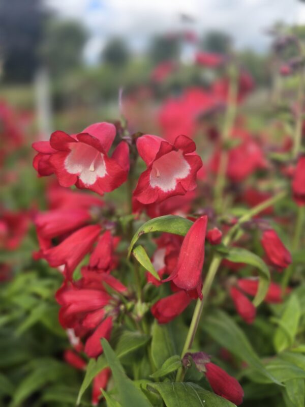 Penstemon hartwegii, Penstemon Irish cottage garden